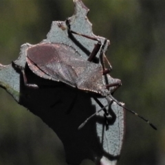 Amorbus sp. (genus) (Eucalyptus Tip bug) at Cotter River, ACT - 23 Feb 2019 by JohnBundock