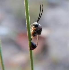 Eucharitidae (family) (Unidentified ant-parasite wasp) at Mount Painter - 22 Feb 2019 by CathB