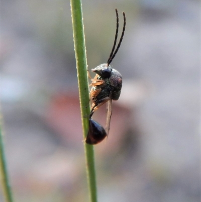 Eucharitidae (family) (Unidentified ant-parasite wasp) at Cook, ACT - 23 Feb 2019 by CathB