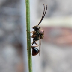 Eucharitidae (family) at Cook, ACT - 23 Feb 2019