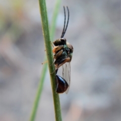 Eucharitidae (family) at Cook, ACT - 23 Feb 2019