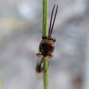 Eucharitidae (family) at Cook, ACT - 23 Feb 2019