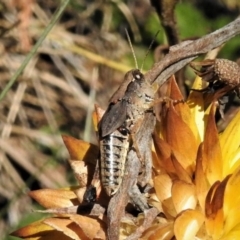 Phaulacridium vittatum (Wingless Grasshopper) at Cotter River, ACT - 23 Feb 2019 by JohnBundock