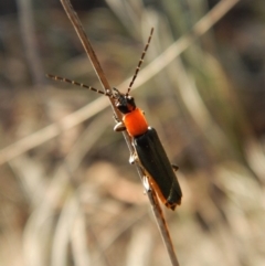 Chauliognathus tricolor (Tricolor soldier beetle) at Cook, ACT - 23 Feb 2019 by CathB