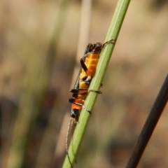 Chauliognathus tricolor at Cook, ACT - 23 Feb 2019