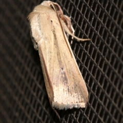 Leucania diatrecta (A Noctuid moth) at Rosedale, NSW - 14 Feb 2019 by jb2602
