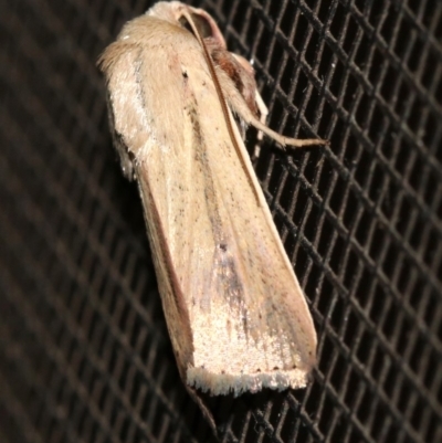 Leucania diatrecta (A Noctuid moth) at Rosedale, NSW - 14 Feb 2019 by jb2602
