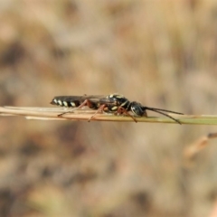 Tiphiidae (family) (Unidentified Smooth flower wasp) at Mount Painter - 22 Feb 2019 by CathB