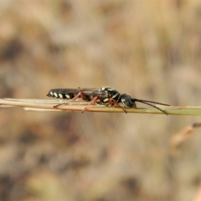 Tiphiidae (family) (Unidentified Smooth flower wasp) at Cook, ACT - 22 Feb 2019 by CathB