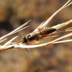 Tiphiidae (family) at Cook, ACT - 23 Feb 2019