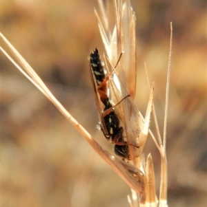 Tiphiidae (family) at Cook, ACT - 23 Feb 2019