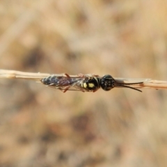 Tiphiidae (family) at Cook, ACT - 23 Feb 2019