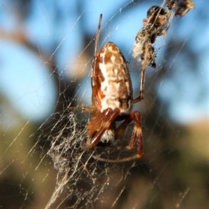 Trichonephila edulis at Dunlop, ACT - 24 Feb 2019