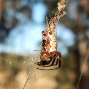 Trichonephila edulis at Dunlop, ACT - 24 Feb 2019