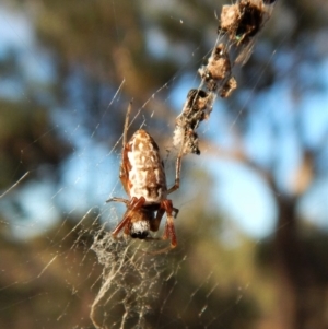 Trichonephila edulis at Dunlop, ACT - 24 Feb 2019