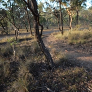 Trichonephila edulis at Dunlop, ACT - 24 Feb 2019