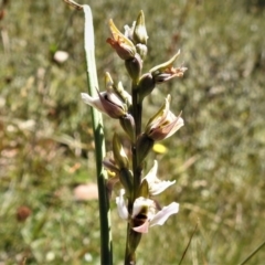 Paraprasophyllum alpestre (Mauve leek orchid) at Cotter River, ACT - 23 Feb 2019 by JohnBundock