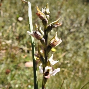 Paraprasophyllum alpestre at Cotter River, ACT - 23 Feb 2019