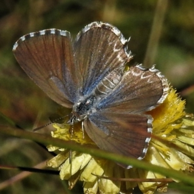 Theclinesthes serpentata (Saltbush Blue) at Cotter River, ACT - 23 Feb 2019 by JohnBundock