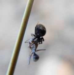 Hadrotarsinae (subfamily) (Unidentified hadrotarsine comb-footed spider) at Cook, ACT - 23 Feb 2019 by CathB