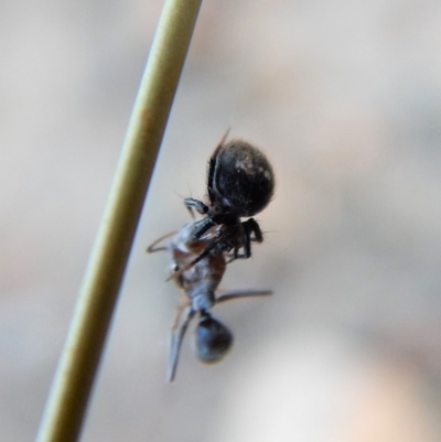 Hadrotarsinae (subfamily) (Unidentified hadrotarsine comb-footed spider) at Cook, ACT - 24 Feb 2019 by CathB