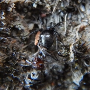 Hadrotarsinae (subfamily) at Cook, ACT - 24 Feb 2019