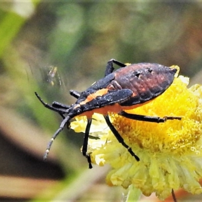 Amorbus sp. (genus) (Eucalyptus Tip bug) at Cotter River, ACT - 23 Feb 2019 by JohnBundock