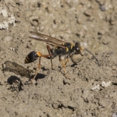 Sceliphron formosum (Formosum mud-dauber) at Amaroo, ACT - 22 Feb 2019 by AlisonMilton