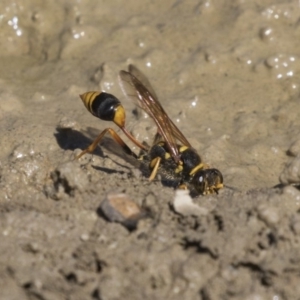 Sceliphron formosum at Amaroo, ACT - 22 Feb 2019