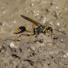 Sceliphron formosum at Amaroo, ACT - 22 Feb 2019