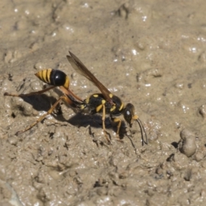 Sceliphron formosum at Amaroo, ACT - 22 Feb 2019