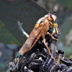 Pseudoperga lewisii (A Sawfly) at Cotter River, ACT - 23 Feb 2019 by JohnBundock