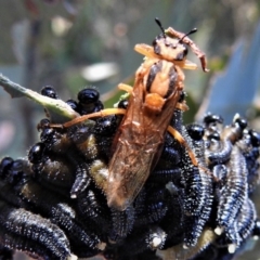 Pseudoperga lewisii at Cotter River, ACT - 23 Feb 2019