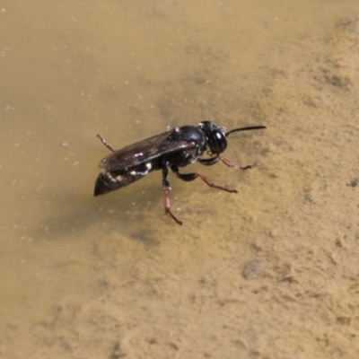 Crabroninae (subfamily) (Unidentified solitary wasp) at Amaroo, ACT - 22 Feb 2019 by AlisonMilton