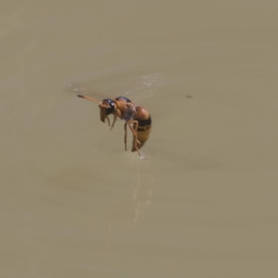 Eumeninae (subfamily) (Unidentified Potter wasp) at Amaroo, ACT - 22 Feb 2019 by AlisonMilton