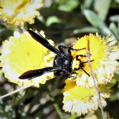 Scolia (Discolia) verticalis (Yellow-headed hairy flower wasp) at Cotter River, ACT - 23 Feb 2019 by JohnBundock