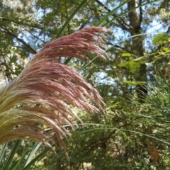 Cortaderia jubata (Pink Pampas Grass) at Isaacs Ridge - 24 Feb 2019 by Mike