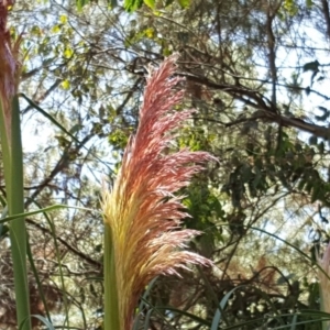 Cortaderia jubata at Isaacs Ridge - 24 Feb 2019 11:54 AM