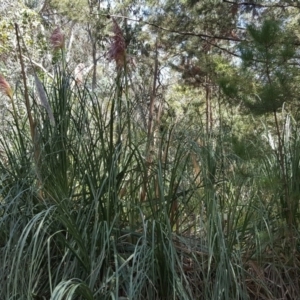 Cortaderia jubata at Isaacs Ridge - 24 Feb 2019 11:54 AM