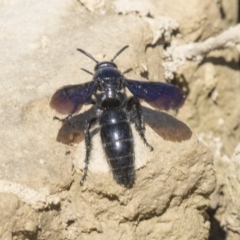 Austroscolia soror (Blue Flower Wasp) at Amaroo, ACT - 22 Feb 2019 by AlisonMilton