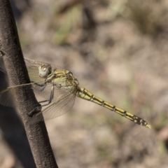 Orthetrum caledonicum (Blue Skimmer) at Mulligans Flat - 22 Feb 2019 by AlisonMilton