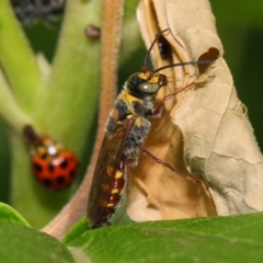 Tiphiidae (family) (Unidentified Smooth flower wasp) at Acton, ACT - 23 Feb 2019 by TimL