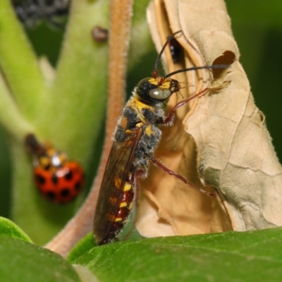 Tiphiidae (family) (Unidentified Smooth flower wasp) at Acton, ACT - 23 Feb 2019 by TimL