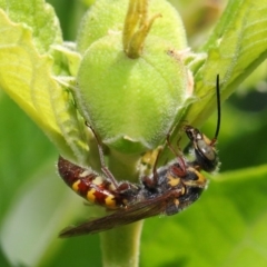 Tiphiidae (family) at Acton, ACT - 23 Feb 2019 11:58 AM