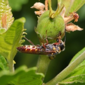 Tiphiidae (family) at Acton, ACT - 23 Feb 2019 11:58 AM