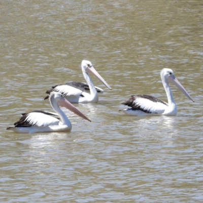 Pelecanus conspicillatus (Australian Pelican) at Greenway, ACT - 23 Feb 2019 by MatthewFrawley