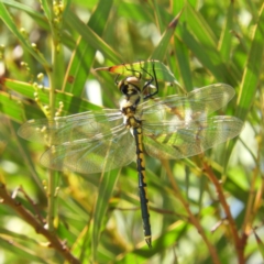 Hemicordulia tau (Tau Emerald) at Greenway, ACT - 23 Feb 2019 by MatthewFrawley