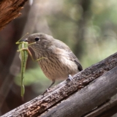 Pachycephala rufiventris (Rufous Whistler) at Paddys River, ACT - 23 Feb 2019 by SWishart