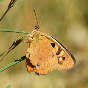 Heteronympha penelope at Cotter River, ACT - 24 Feb 2019