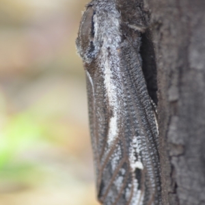 Endoxyla encalypti at Wamboin, NSW - 14 Dec 2018